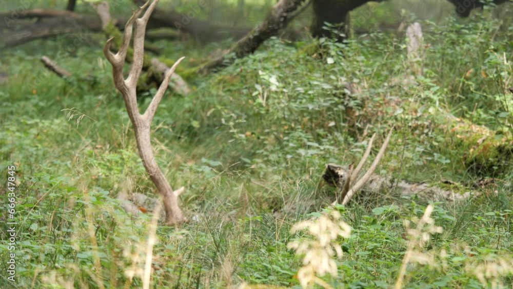 White Lipped Dear or Thorolds Deer Lying in High Grass in a Slightly Forested Area only Showing Parts of his Head and His Majestic Deer Antler White Lipped Dear or Thorolds Deer Lying in High Grass in a Slightly Forested Area only Showing Parts of his Head and His Majestic Deer Antler