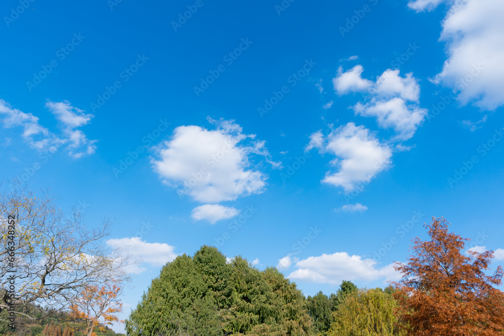 Low angle view of trees against blue sky