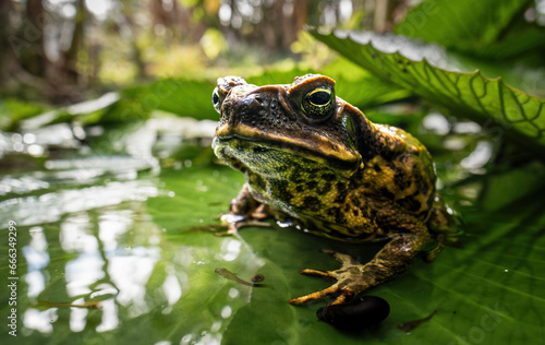 Toad frog on leaf pond
