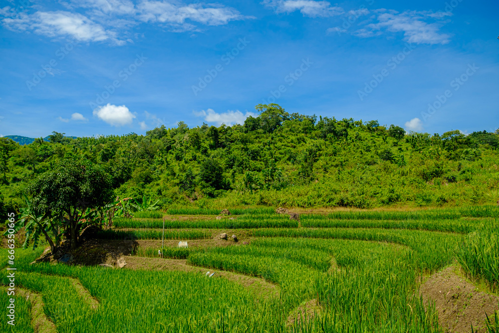 hot weather in the middle of rice fields in the remote countryside far from the city 