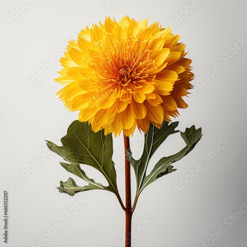 Yellow Flower With Yellow Center  Hd   On White Background 