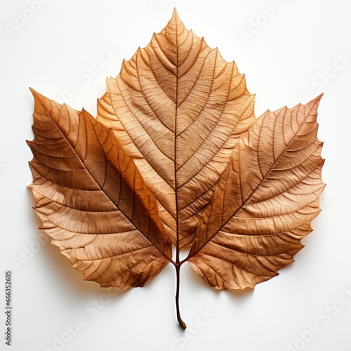 4006 Brown Dried Leaf Isolated Transparent Background, Hd , On White Background 