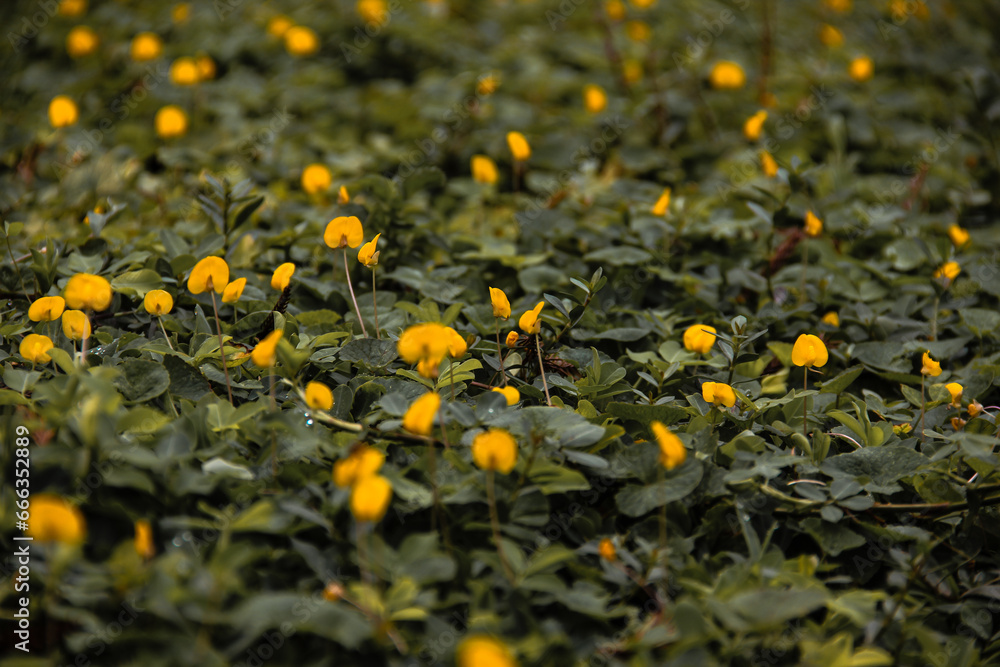 a carpet of yellow flowers and leaves that look lush. a carpet of yellow flowers and leaves that look lush.