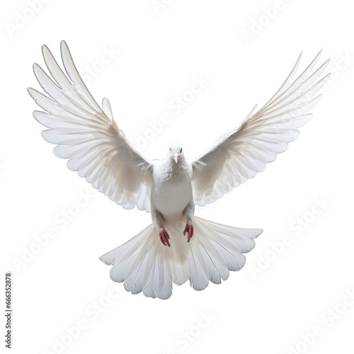 White dove isolated on transparent background,transparency 