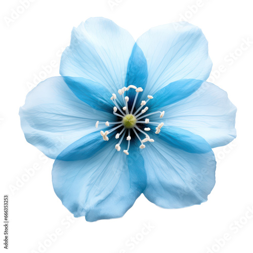 Blue flower blossom isolated on transparent background transparency 