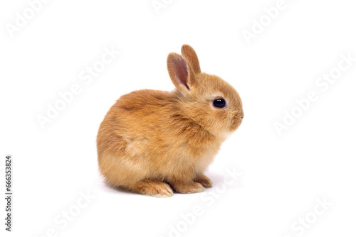 ウサギ　ネザーランドドワーフラビット　ネザーランドドワーフ　白バック