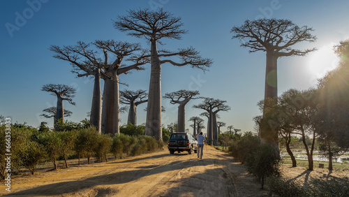 Fototapeta Naklejka Na Ścianę i Meble -  The famous alley of baobabs. Madagascar. A car is driving along a dirt road, a man is walking.  Tall majestic trees with thick trunks, fancy compact crowns against a clear blue sky. The sun is shining