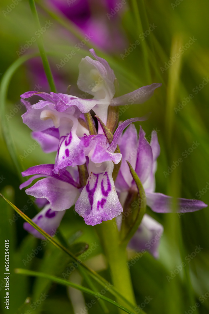 Heart-shaped Marsh Orchid (Dactylorhiza cordigera) Heart-shaped Marsh Orchid (Dactylorhiza cordigera)