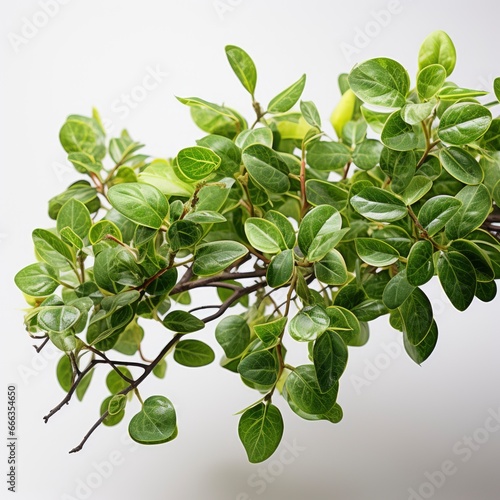 Wallpaper Mural Branch Plant With Green Leaves White Background, Hd , On White Background  Torontodigital.ca