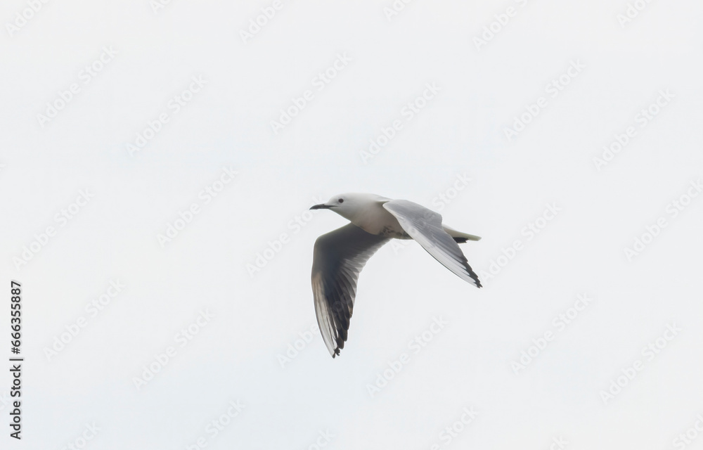 Slender-billed Gull (Chroicocephalus genei) in flight Slender-billed Gull (Chroicocephalus genei) in flight