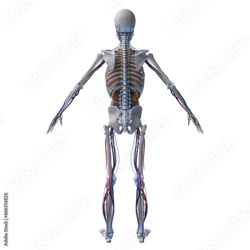 3d rendered illustration of a human skeleton