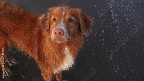 red dog sits on the beach. Nova Scotia duck tolling retriever on sea at water 