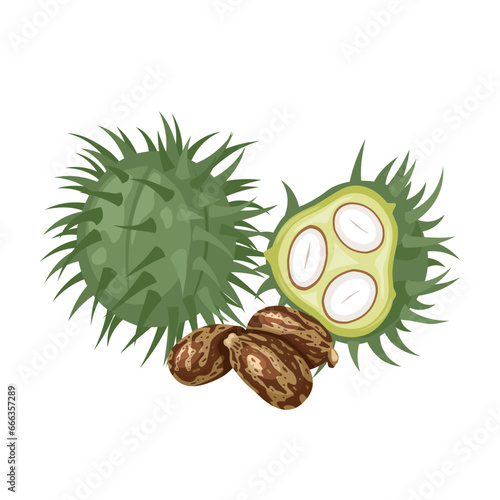 Tableau sur toile Vector illustration, castor bean or Ricinus communis, isolated
white background