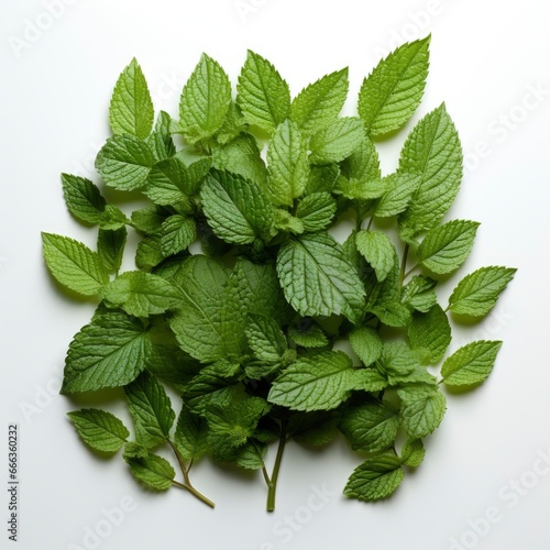 Leaf That Is Green Has Word Mint Itphotorealistic   Hd   On White Background 