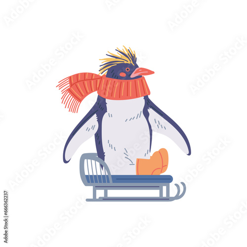 Cute penguin wearing scarf and sledding, vector illustration isolated on white.