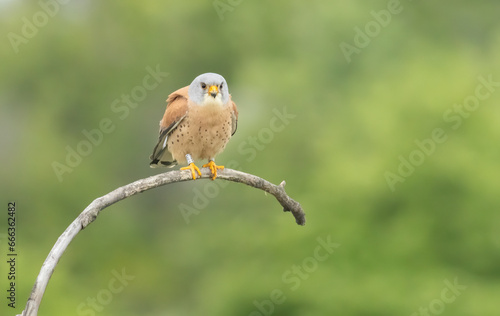 Male lesser kestrel brring different food (insects, mice, voles) for baby in nest