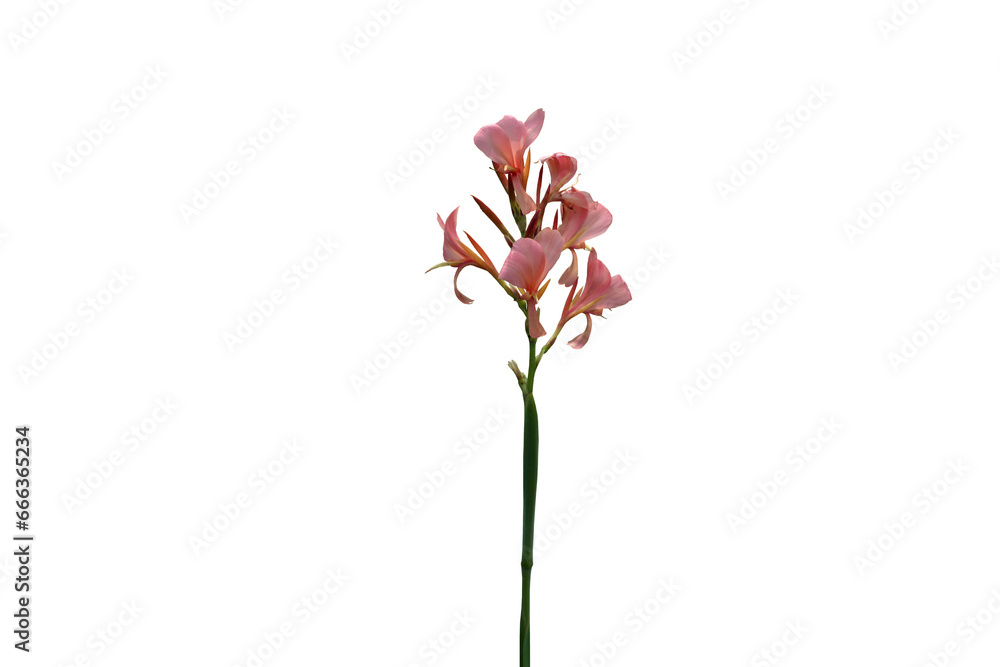 Close-up of isolated pink canna flower on transparent background png file.