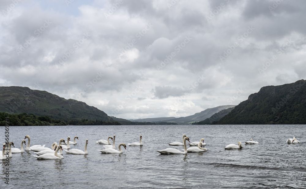 swans on Lake Windermere, Lake District, Cumbria, UK