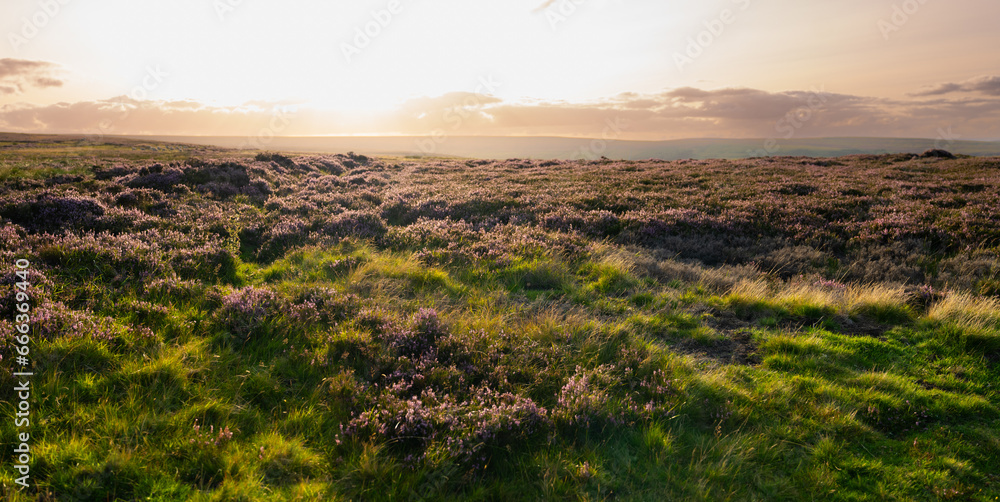 sunset over the heather moors of the North Pennines Area of Outstanding Natural Beauty (ANOB), near Stanhope, Durham, UK