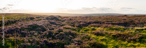 view of heather moors of the North Pennines Area of Outstanding Natural Beauty (ANOB), near Stanhope, Durham, UK