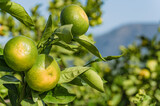 Mandarynki w sadzie. Zbiory mandarynek. Plantacja mandarynek w Chorwacji. Zielone mandarynki. Świąteczne owoce. Owoce mandarynki na drzewach. Sad w Chorwacji. Chorwackie sady z mandarynkami