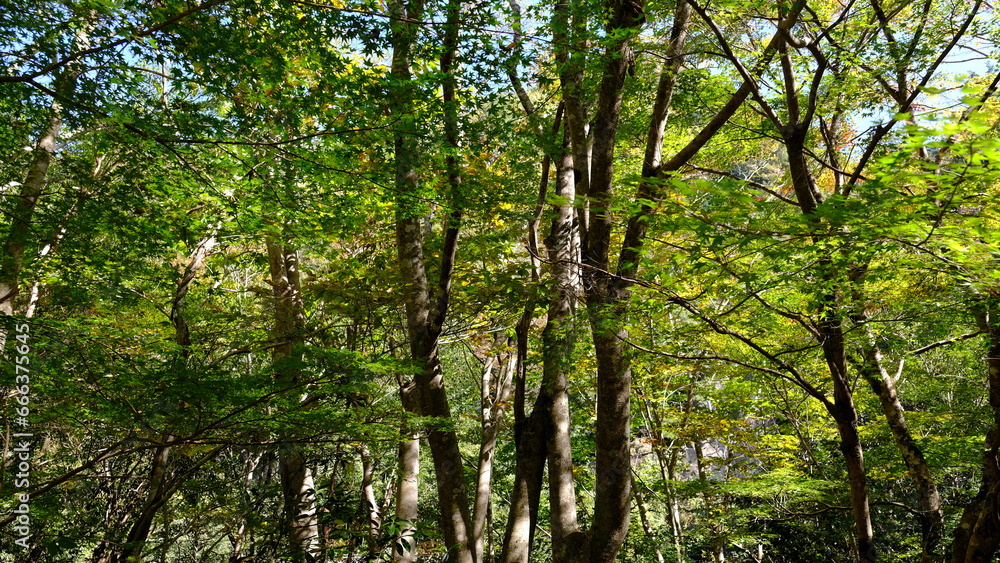 Fototapeta premium 色づく葉