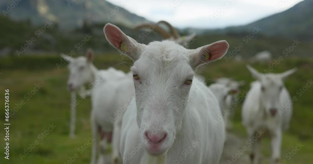 white goats in the foreground grazing along a path in slow motion. white goats in the foreground grazing along a path in slow motion.