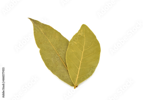 Spices bay leaves isolated on white background