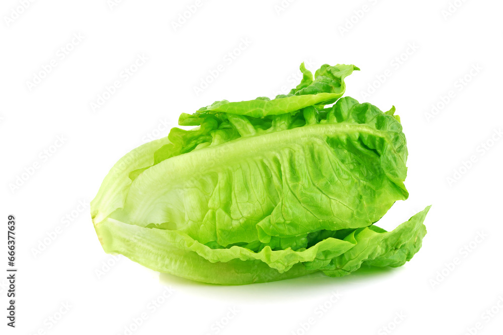 Fresh baby cos lettuce on white background Fresh baby cos lettuce on white background
