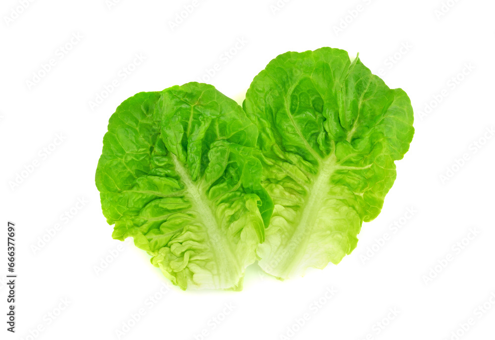 Fresh baby cos lettuce on white background