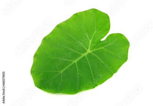 Fresh green taro leaves isolated on white background