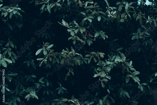 Deep green leaves with dark forest background 