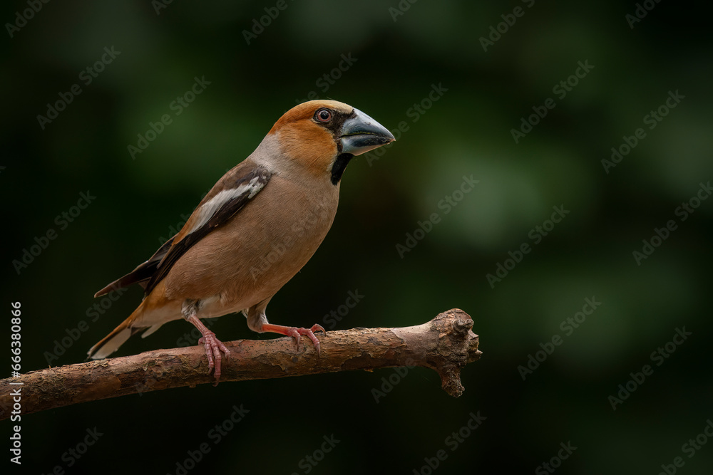  Beautiful male Hawfinch (Coccothraustes coccothraustes) on a branch in the forest of Noord Brabant in the Netherlands.