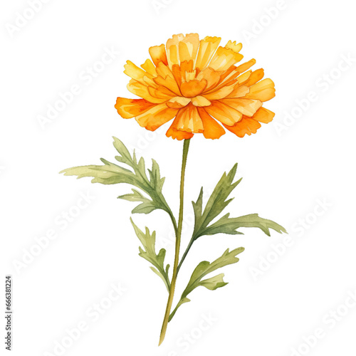 Fototapeta Naklejka Na Ścianę i Meble -  Marigold flower watercolor clipart on transparent background. Generative AI illustration