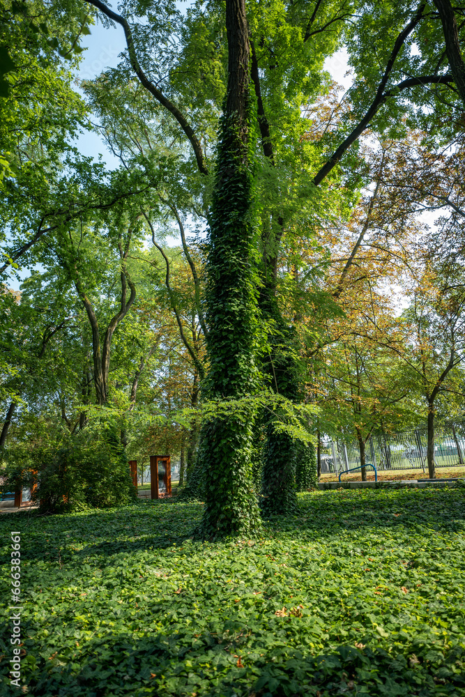 Natural park. Tree trunks overgrown by green ivy. Ivy covering whole ground between trees. Recreation infrastructure of the park in the background. Beautiful, forest scenery. Natural park. Tree trunks overgrown by green ivy. Ivy covering whole ground between trees. Recreation infrastructure of the park in the background. Beautiful, forest scenery.