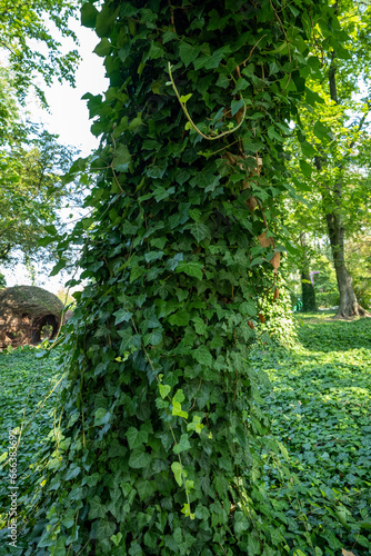 Fototapeta Naklejka Na Ścianę i Meble -  Tree truck overgrown by fresh, green ivy. Ivy growning on the ground between trees. Beautiful, mysterious park on a sunny, summer day.