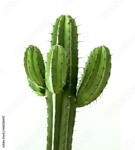 Cactus Leaves on White Background, Cacti Plant, Cereus Grandiflorus Extract #cactus #cacti
