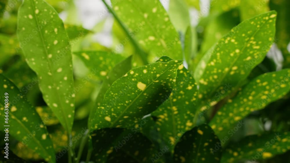 Striking green leaf, adorned with distinct yellow spots. This unique pattern of color and texture creates a captivating visual, emphasizing nature's intricate designs and the beauty of the plant world Striking green leaf, adorned with distinct yellow spots. This unique pattern of color and texture creates a captivating visual, emphasizing nature's intricate designs and the beauty of the plant world