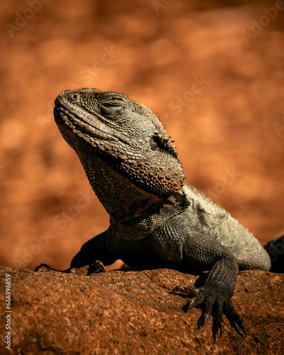 Water Dragon resting © Dominic