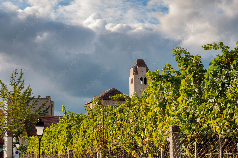 Vineyard near the village Duernstein Wachau in Austria