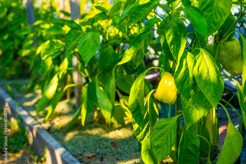Yellow bell pepper growing in a home garden bed in the early morning, dawn rays of the sun. Growing sweet peppers on a plantation photo