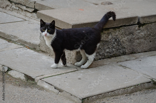 Street stray black and white cat