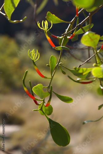 Flowers of the mistletoe Amyema thalassia, Bungle Bungle range (Purnululu), Western Australia photo