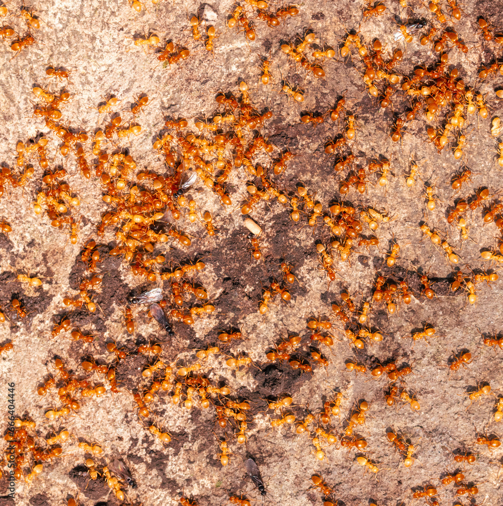 Yellow ants on the ground. Close-up Yellow ants on the ground. Close-up