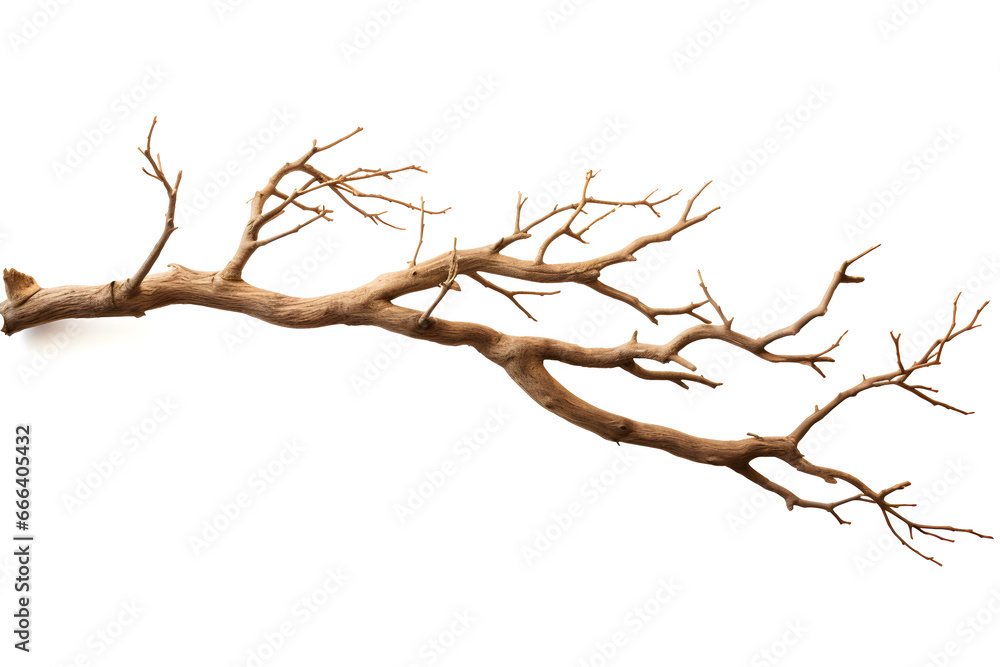 Barren Beauty, Isolated Dry Tree Branch on White Background - obrazy, fototapety, plakaty 