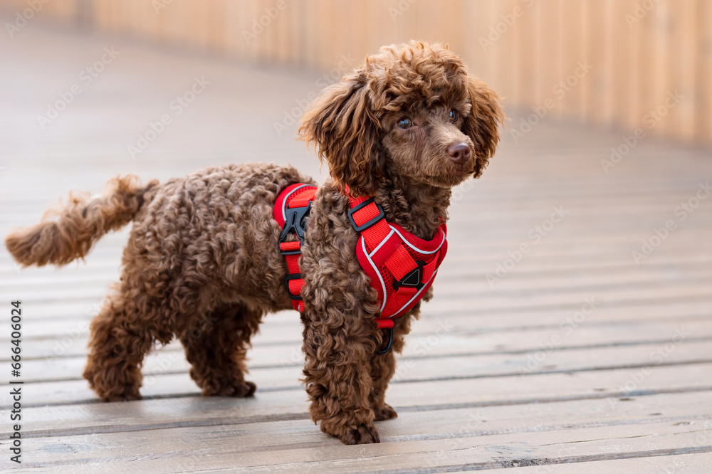 Small chocolate poodle in harness stands on wooden bridge. Domestic dog wraps head in different directions, displaying inquisitive demeanor, sunlight Small chocolate poodle in harness stands on wooden bridge. Domestic dog wraps head in different directions, displaying inquisitive demeanor, sunlight
