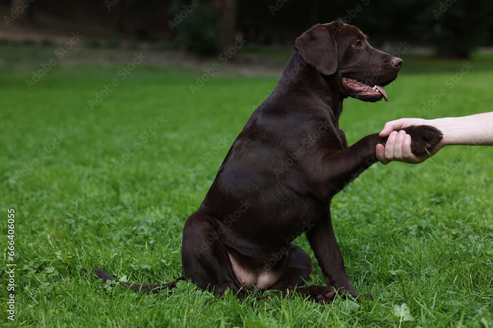 Adorable Labrador Retriever dog giving paw to owner in park, closeup. Space for text Adorable Labrador Retriever dog giving paw to owner in park, closeup. Space for text