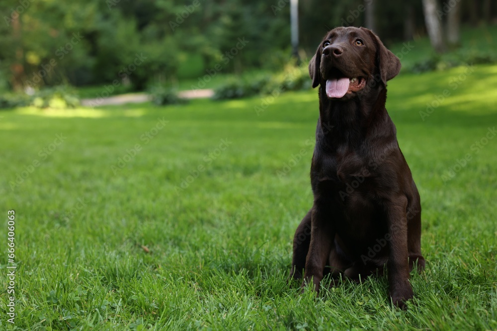 Adorable Labrador Retriever dog sitting on green grass in park, space for text