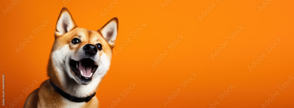 Studio headshot portrait of surprised dog on bright colors studio banner with empty copyspace - obrazy, fototapety, plakaty 