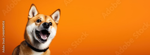Studio headshot portrait of surprised dog on bright colors studio banner with empty copyspace